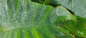 Enlarge photo 314