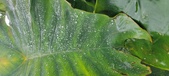 Enlarge photo 313