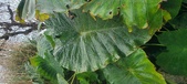 Enlarge photo 246