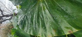 Enlarge photo 243