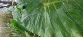Enlarge photo 308