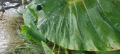 Enlarge photo 307