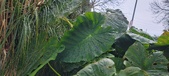 Enlarge photo 306
