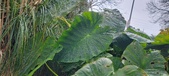 Enlarge photo 305