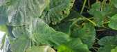 Enlarge photo 304