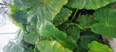 Enlarge photo 303