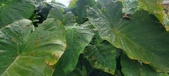 Enlarge photo 302