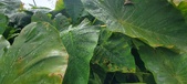 Enlarge photo 235