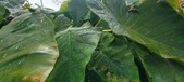 Enlarge photo 234