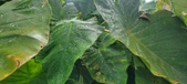 Enlarge photo 299