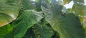 Enlarge photo 298
