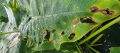 Enlarge photo 297