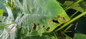 Enlarge photo 230