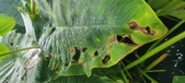 Enlarge photo 295