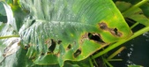 Enlarge photo 227