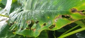 Enlarge photo 226