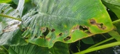 Enlarge photo 225