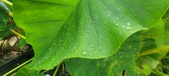 Enlarge photo 292