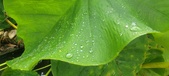 Enlarge photo 291