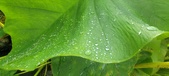 Enlarge photo 290