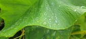Enlarge photo 289