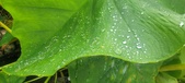 Enlarge photo 288