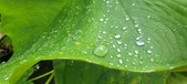 Enlarge photo 286