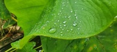 Enlarge photo 210