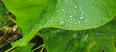 Enlarge photo 278