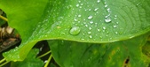 Enlarge photo 277