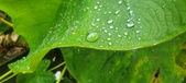 Enlarge photo 275