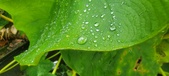 Enlarge photo 274