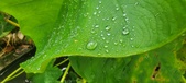 Enlarge photo 273