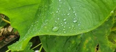 Enlarge photo 203