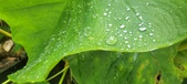 Enlarge photo 271