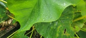 Enlarge photo 270