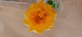 Enlarge photo 555