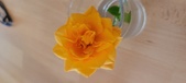 Enlarge photo 556