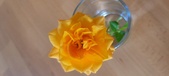 Enlarge photo 557