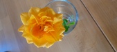 Enlarge photo 551