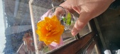 Enlarge photo 550