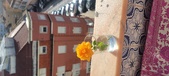 Enlarge photo 537