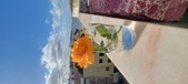 Enlarge photo 534