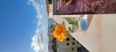 Enlarge photo 533