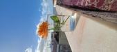 Enlarge photo 532