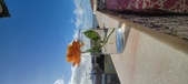 Enlarge photo 531
