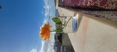 Enlarge photo 530
