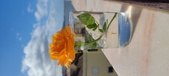 Enlarge photo 528