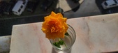Enlarge photo 525