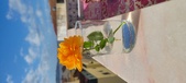 Enlarge photo 520